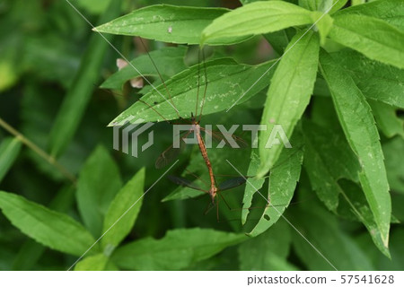 Mating gangs (large mosquitoes) Mating gangs (large mosquitoes) 57541628