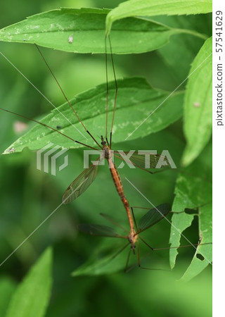Mating gangs (large mosquitoes) Mating gangs (large mosquitoes) 57541629