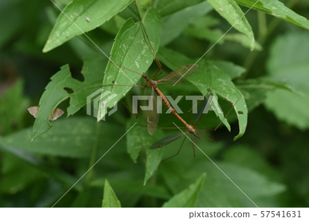 交配幫派(大蚊子) 交配幫派(大蚊子) 57541631