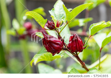 Rozelle sabdariffa, Hibiscus (Hibiscus, Roselle, comp data) 57541935
