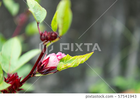 Rozelle sabdariffa, Hibiscus (Hibiscus, Roselle, comp data) 57541943