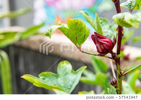 Rozelle sabdariffa, Hibiscus (Hibiscus, Roselle, comp data) 57541947