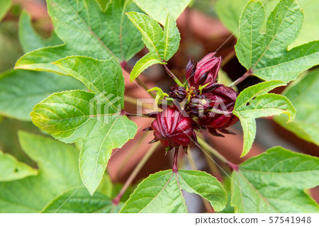 Rozelle sabdariffa, Hibiscus (Hibiscus, Roselle, comp data) 57541948