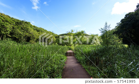Koamishiro Forest(秋季) Koamishiro Forest(秋季) 57541995