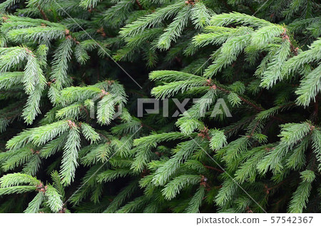 Fluffy green fir tree brunch close up. Christmas Fluffy green fir tree brunch close up. Christmas 57542367