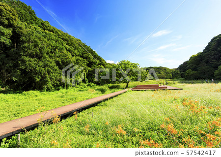 Koamishiro Forest (Autumn) Koamishiro Forest (Autumn) 57542417