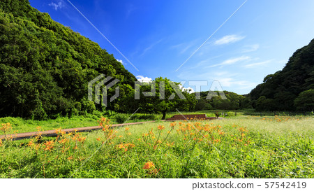 Koamishiro Forest (Autumn) Koamishiro Forest (Autumn) 57542419