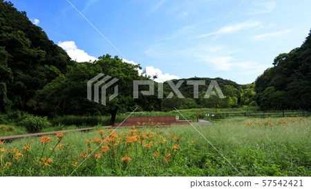 Koamishiro Forest (Autumn) Koamishiro Forest (Autumn) 57542421