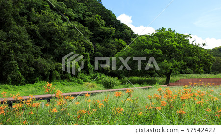 Koamishiro Forest (Autumn) Koamishiro Forest (Autumn) 57542422