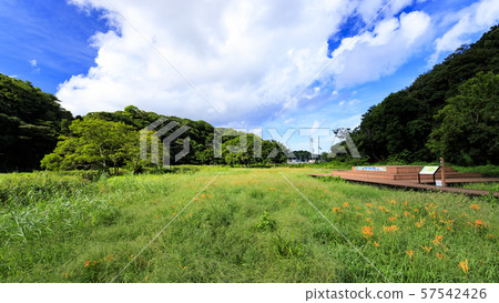 Koamishiro Forest（秋季） 57542426