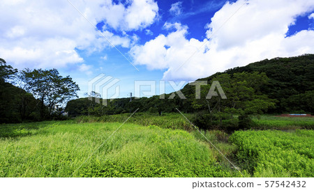 Koamishiro Forest (Autumn) Koamishiro Forest (Autumn) 57542432