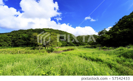 Koamishiro Forest (Autumn) Koamishiro Forest (Autumn) 57542433