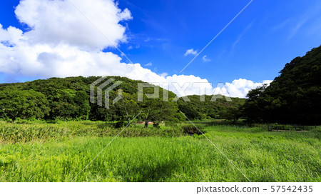 Koamishiro Forest (Autumn) Koamishiro Forest (Autumn) 57542435