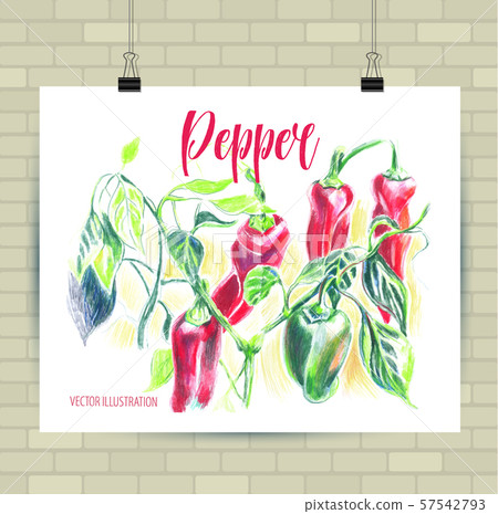 Colorful hand drawn sketch illustration of bell papper on a white background. 57542793
