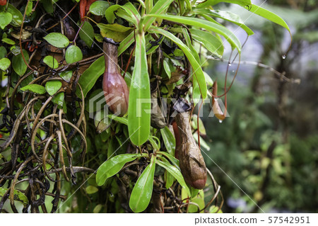 Carnivorous plant in the jungle Carnivorous plant in the jungle 57542951