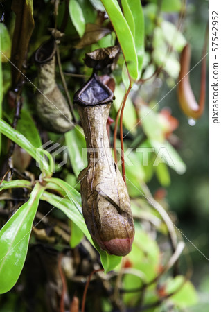 Carnivorous plant in the jungle Carnivorous plant in the jungle 57542952