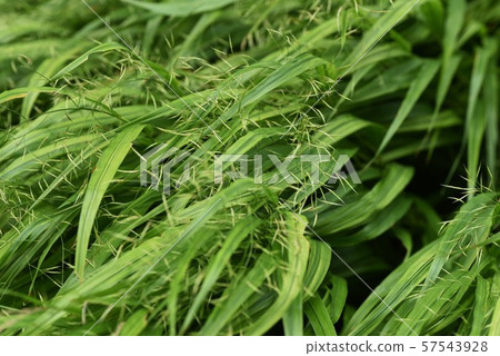 Fuchichi-no-Hana Fuchichi-no-Hana 57543928