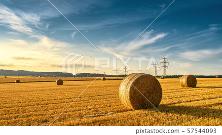 Sunny landscape with round hay bales in summer 57544093