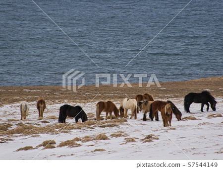 Herd of Icelandic ponies on a snow-covered meadow 57544149