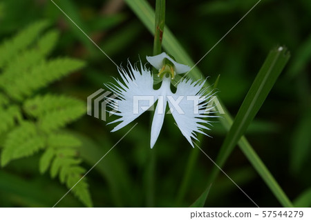 處女草 處女草 57544279