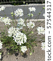  White flower 57544317