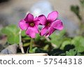 Purple flower 57544318