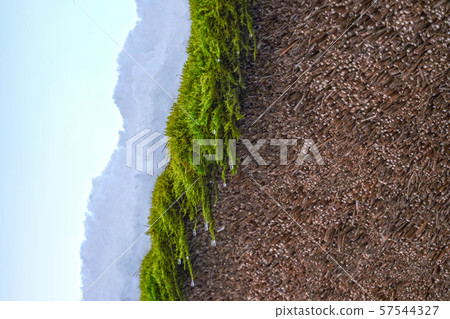 Snow on the thatched roof Snow on the thatched roof 57544327