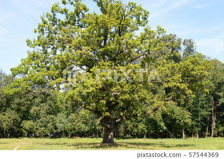 Old oak tree in the park. Old oak tree in the park. 57544369
