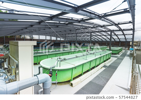 Seed production facility aquarium 57544827