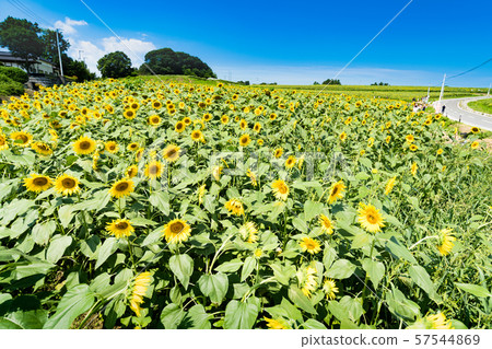 開花在向日葵小山的向日葵 開花在向日葵小山的向日葵 57544869