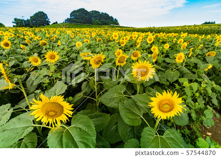 開花在向日葵小山的向日葵 57544870