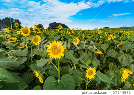開花在向日葵小山的向日葵 開花在向日葵小山的向日葵 57544871