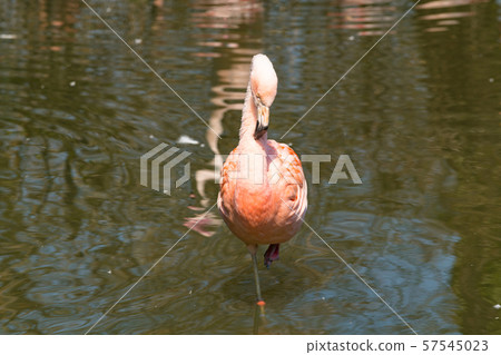 Flamingo with one foot standing Flamingo with one foot standing 57545023
