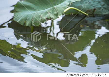 在水下的小鏟捕魚 57545184