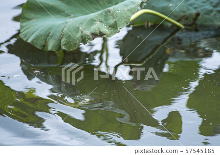 Spatula fishing under water 57545185