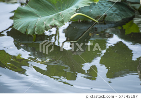 在水下的小鏟捕魚 在水下的小鏟捕魚 57545187
