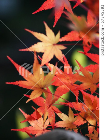 Nara Park autumn leaves 57545393