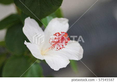 Hibiscus Hibiscus Hibiscus Hibiscus 57545587