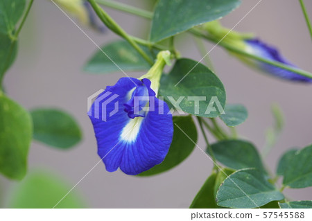 Butterfly pea Butterfly pea 57545588