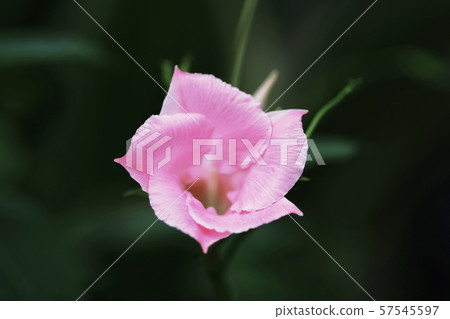 Mandevilla 57545597