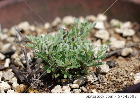 Aroma pot plant 57545598