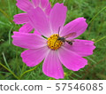 Flowers and bee 57546085