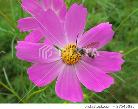 鮮花和蜜蜂 鮮花和蜜蜂 57546085