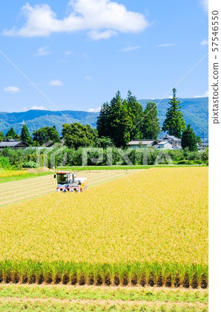 水稻收割 57546550