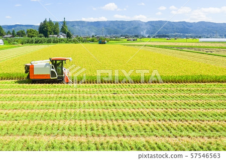 Rice reaping 57546563