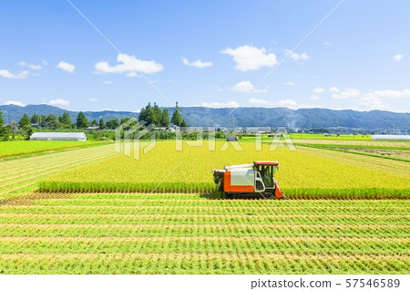 水稻收割 水稻收割 57546589