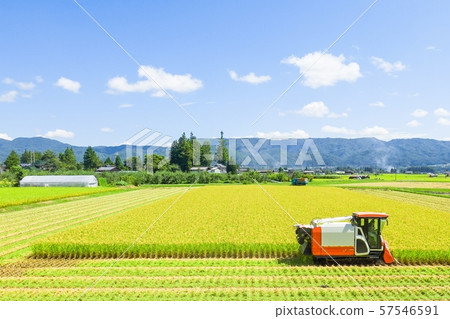 水稻收割 57546591