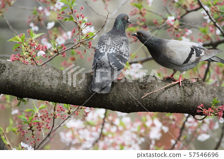 Pigeons Pigeons 57546696