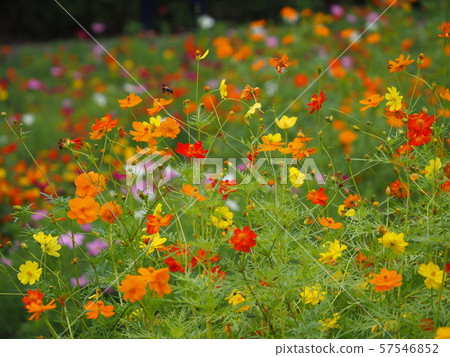 Cosmos Cosmos 57546852