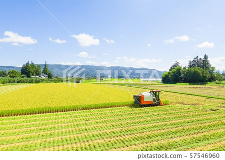 Rice reaping 57546960